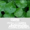 -esfolio-hyaluronic-acid-houttuynia-cordata-toner-