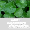 Esfolio Hyaluronic Acid Houttuynia Cordata Toner تونر بحامض الهيلورونيك